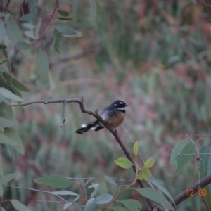 Rhipidura albiscapa at Deakin, ACT - 12 Mar 2019 07:10 PM