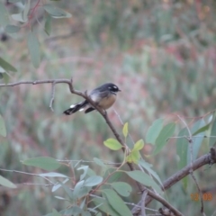 Rhipidura albiscapa at Deakin, ACT - 12 Mar 2019 07:10 PM