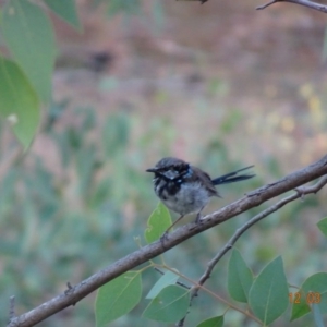 Malurus cyaneus at Deakin, ACT - 12 Mar 2019