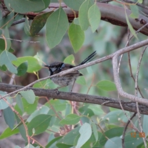 Malurus cyaneus at Deakin, ACT - 12 Mar 2019