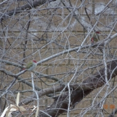 Neochmia temporalis (Red-browed Finch) at Red Hill Nature Reserve - 12 Mar 2019 by TomT