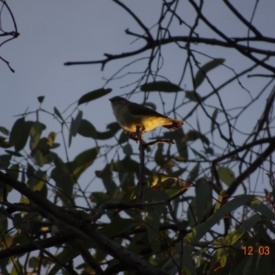 Smicrornis brevirostris (Weebill) at Red Hill Nature Reserve - 12 Mar 2019 by TomT