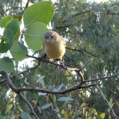 Smicrornis brevirostris at Deakin, ACT - 12 Mar 2019