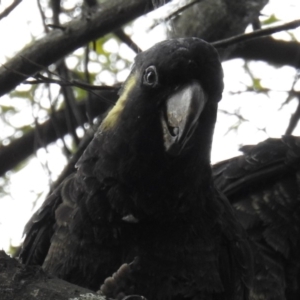 Zanda funerea at Acton, ACT - 13 Mar 2019 02:32 PM