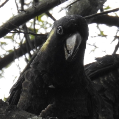 Zanda funerea (Yellow-tailed Black-Cockatoo) at Acton, ACT - 13 Mar 2019 by HelenCross