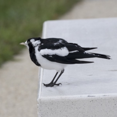 Grallina cyanoleuca (Magpie-lark) at Queanbeyan, NSW - 13 Mar 2019 by AlisonMilton