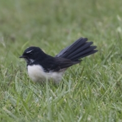 Rhipidura leucophrys (Willie Wagtail) at Queanbeyan, NSW - 13 Mar 2019 by AlisonMilton