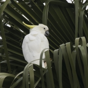 Cacatua galerita at Queanbeyan, NSW - 13 Mar 2019 09:12 AM