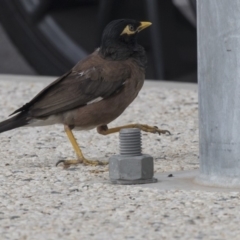 Acridotheres tristis (Common Myna) at Queanbeyan, NSW - 13 Mar 2019 by AlisonMilton