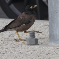 Acridotheres tristis (Common Myna) at Queanbeyan, NSW - 12 Mar 2019 by Alison Milton