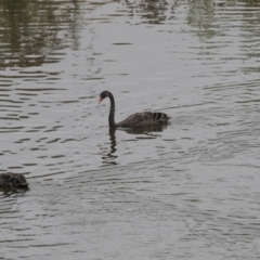 Cygnus atratus (Black Swan) at Queanbeyan, NSW - 12 Mar 2019 by AlisonMilton