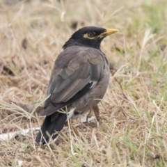 Acridotheres tristis (Common Myna) at Queanbeyan East, NSW - 12 Mar 2019 by Alison Milton