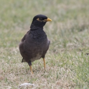 Acridotheres tristis at Queanbeyan East, NSW - 13 Mar 2019