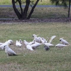 Cacatua sanguinea (Little Corella) at Queanbeyan East, NSW - 13 Mar 2019 by Alison Milton