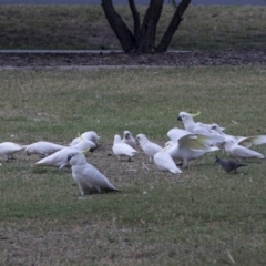 Cacatua sanguinea at Queanbeyan East, NSW - 13 Mar 2019