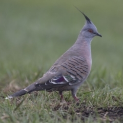 Ocyphaps lophotes (Crested Pigeon) at QPRC LGA - 12 Mar 2019 by AlisonMilton