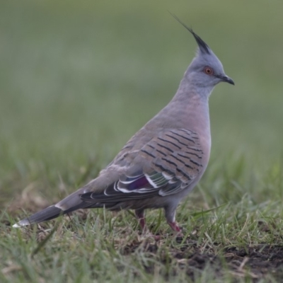 Ocyphaps lophotes (Crested Pigeon) at Queanbeyan, NSW - 13 Mar 2019 by AlisonMilton