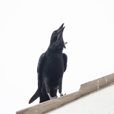 Corvus coronoides (Australian Raven) at Queanbeyan East, NSW - 13 Mar 2019 by AlisonMilton
