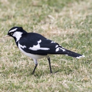 Grallina cyanoleuca at Queanbeyan East, NSW - 13 Mar 2019