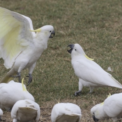 Cacatua galerita (Sulphur-crested Cockatoo) at Queanbeyan East, NSW - 13 Mar 2019 by AlisonMilton