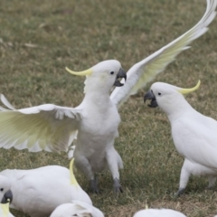 Cacatua galerita at Queanbeyan East, NSW - 13 Mar 2019 09:30 AM