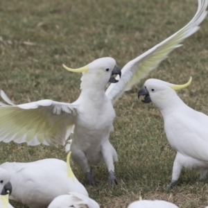 Cacatua galerita at Queanbeyan East, NSW - 13 Mar 2019 09:30 AM