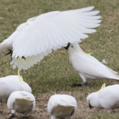 Cacatua galerita at Queanbeyan East, NSW - 13 Mar 2019 09:30 AM