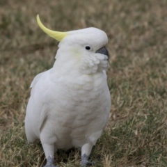 Cacatua galerita at Queanbeyan East, NSW - 13 Mar 2019 09:30 AM