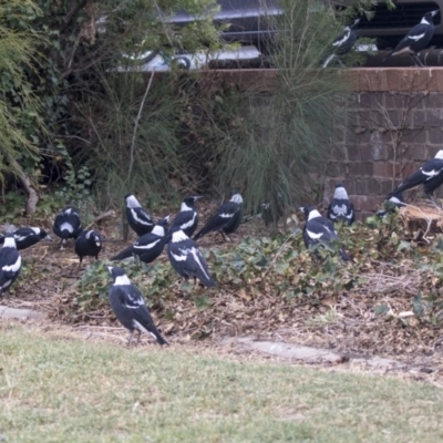 Gymnorhina tibicen (Australian Magpie) at Queanbeyan East, NSW - 13 Mar 2019 by AlisonMilton