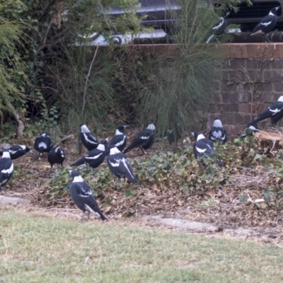Gymnorhina tibicen (Australian Magpie) at Queanbeyan East, NSW - 12 Mar 2019 by Alison Milton