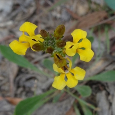 Goodenia bellidifolia subsp. bellidifolia (Daisy Goodenia) at Mongarlowe, NSW - 13 Mar 2019 by JanetRussell