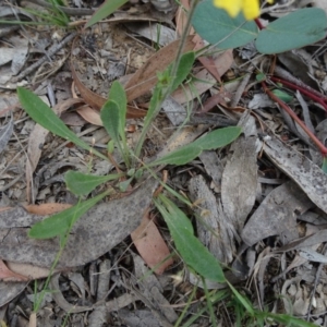 Goodenia bellidifolia subsp. bellidifolia at Mongarlowe, NSW - 13 Mar 2019 02:07 PM