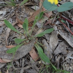 Goodenia bellidifolia subsp. bellidifolia at Mongarlowe, NSW - 13 Mar 2019
