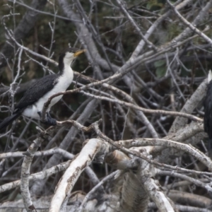 Microcarbo melanoleucos at Queanbeyan, NSW - 13 Mar 2019 09:37 AM