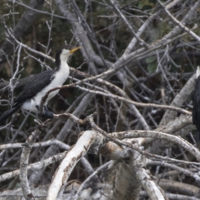 Microcarbo melanoleucos (Little Pied Cormorant) at Queanbeyan River - 12 Mar 2019 by AlisonMilton