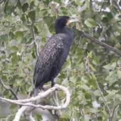 Phalacrocorax carbo (Great Cormorant) at Queanbeyan River - 12 Mar 2019 by AlisonMilton