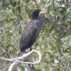 Phalacrocorax carbo (Great Cormorant) at Queanbeyan, NSW - 12 Mar 2019 by Alison Milton