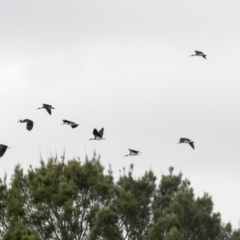 Threskiornis spinicollis (Straw-necked Ibis) at QPRC LGA - 12 Mar 2019 by AlisonMilton