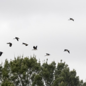 Threskiornis spinicollis at Queanbeyan, NSW - 13 Mar 2019