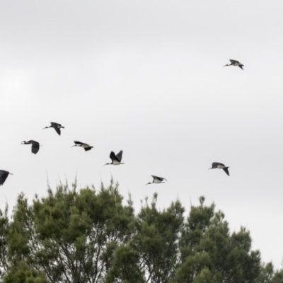 Threskiornis spinicollis (Straw-necked Ibis) at Queanbeyan, NSW - 12 Mar 2019 by Alison Milton