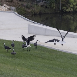 Threskiornis spinicollis at Queanbeyan, NSW - 13 Mar 2019