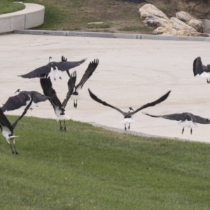 Threskiornis spinicollis at Queanbeyan, NSW - 13 Mar 2019