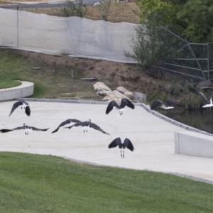 Threskiornis spinicollis at Queanbeyan, NSW - 13 Mar 2019