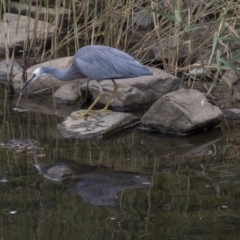 Egretta novaehollandiae (White-faced Heron) at Queanbeyan East, NSW - 13 Mar 2019 by AlisonMilton