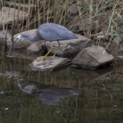 Egretta novaehollandiae (White-faced Heron) at QPRC LGA - 13 Mar 2019 by AlisonMilton