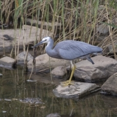 Egretta novaehollandiae at Queanbeyan East, NSW - 13 Mar 2019 11:00 AM