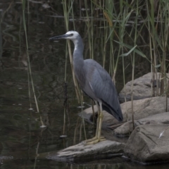 Egretta novaehollandiae at Queanbeyan East, NSW - 13 Mar 2019