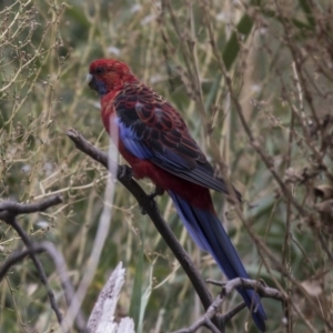 Platycercus elegans at Queanbeyan East, NSW - 13 Mar 2019