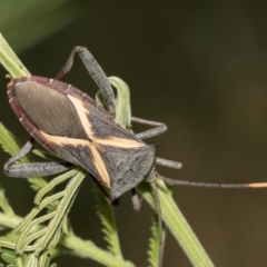 Mictis profana (Crusader Bug) at Queanbeyan River - 13 Mar 2019 by AlisonMilton