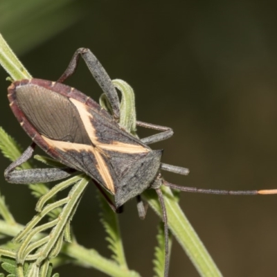 Mictis profana (Crusader Bug) at QPRC LGA - 13 Mar 2019 by AlisonMilton